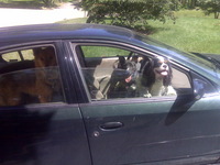 Levitt-June-2011-barking-dogs-in-car